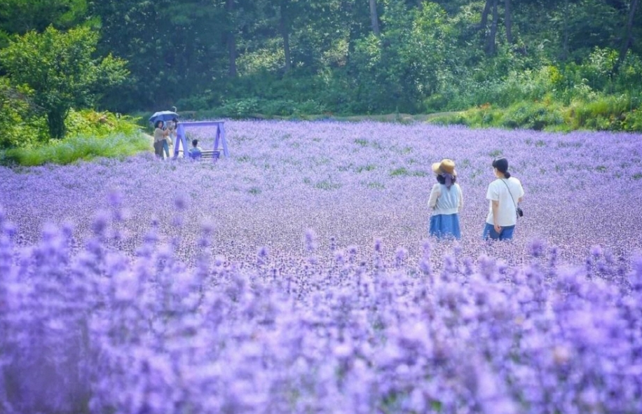  고창 청농원 라벤더 축제 : 라벤더가 주는 즐거움의 향연