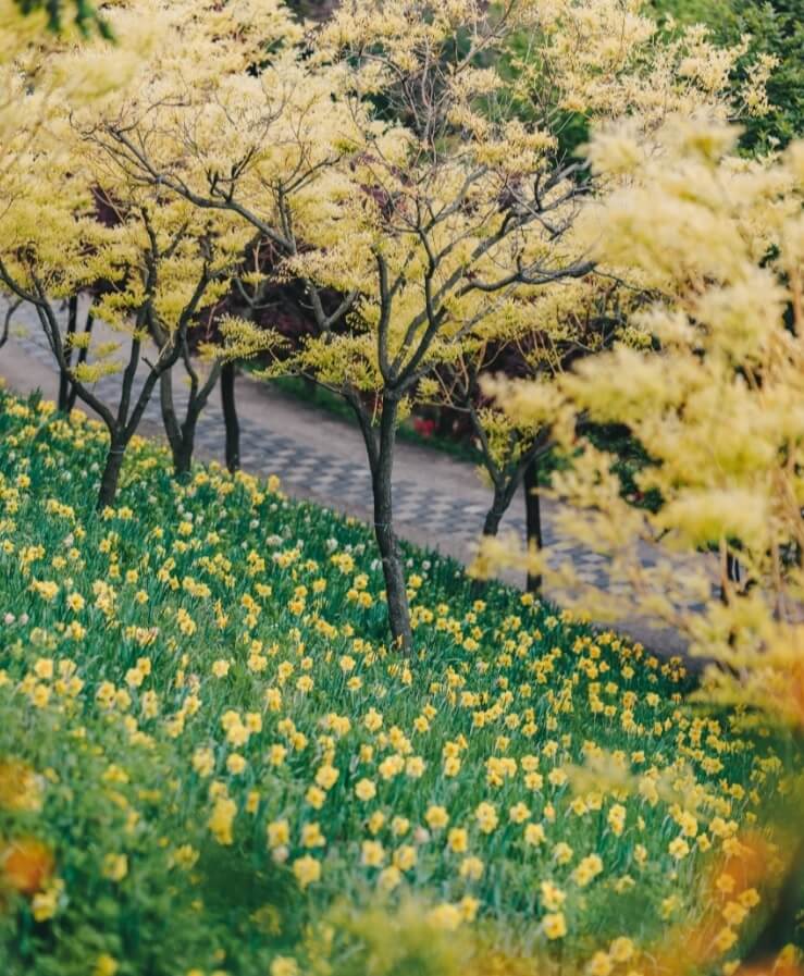 억만송이-봄꽃대향연-축제-수선화