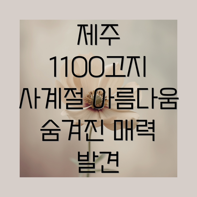 제주 1100고지