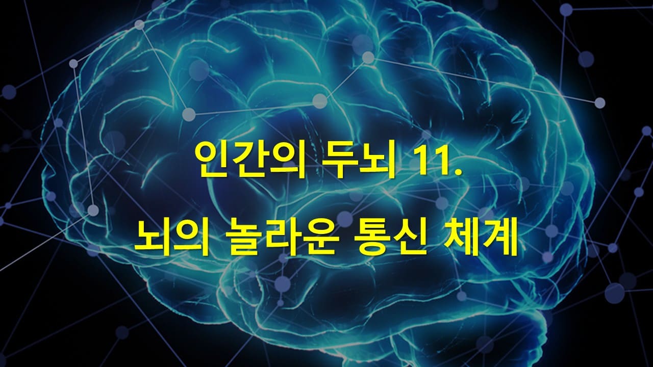 인간의 두뇌 11. 뇌의 놀라운 통신 체계: 수상돌기, 수초, 시냅스의 비밀을 파헤치다