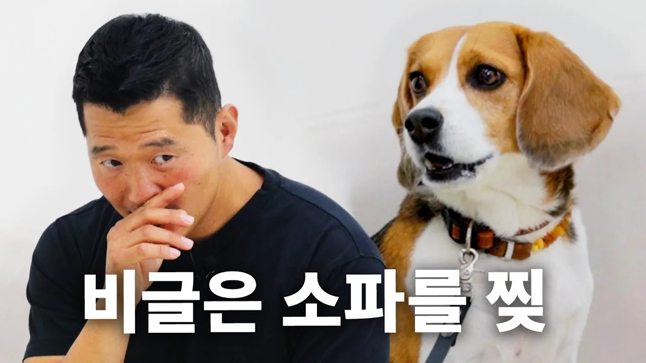 비글 성격 분양 가격 특징 장점 단점_3