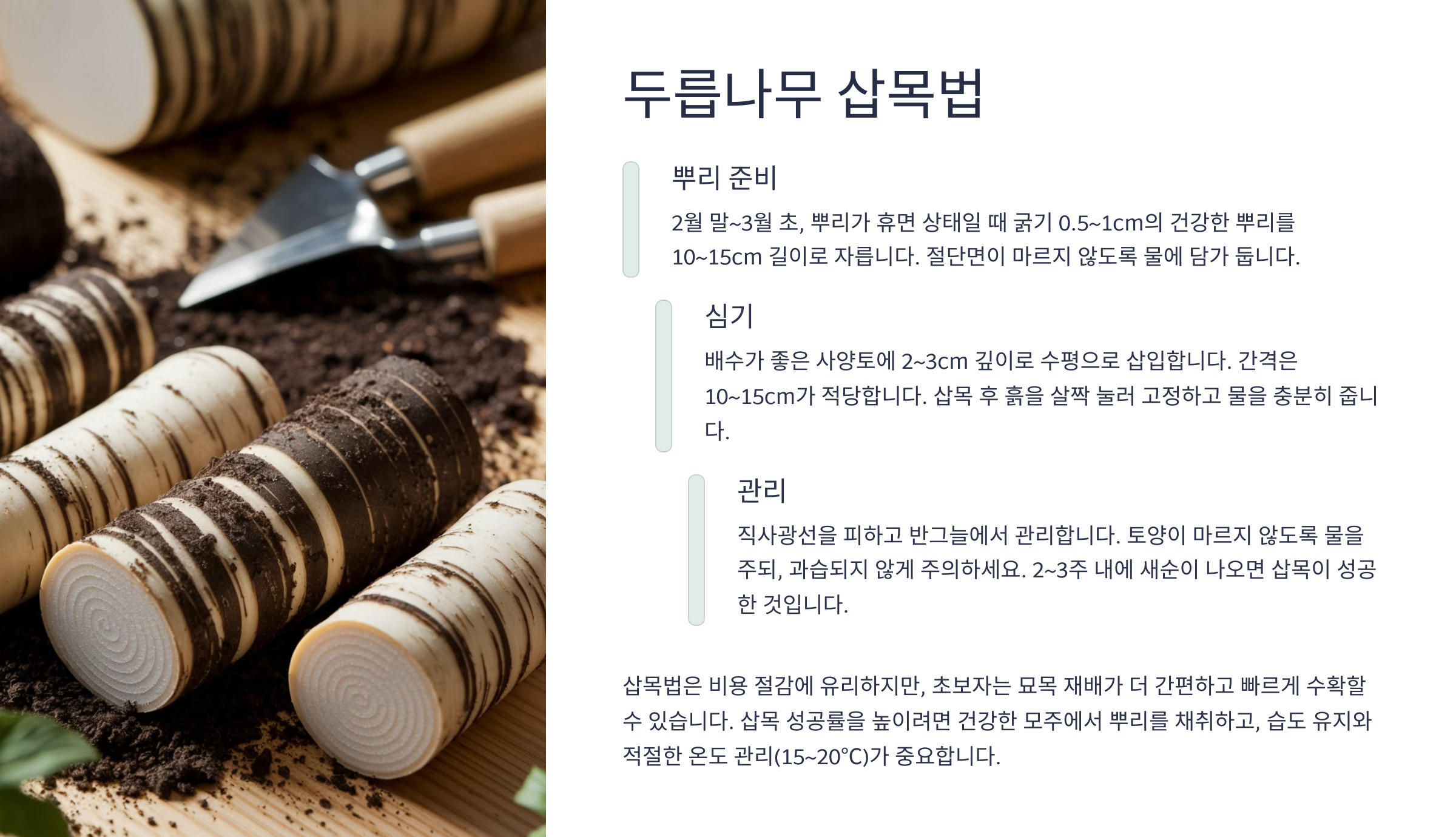 두릅나무 삽목법 설명 사진