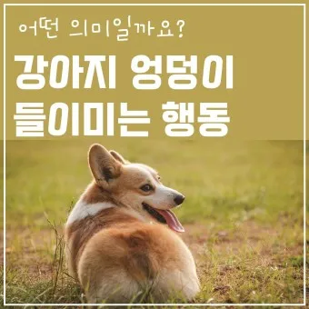 강아지 행동별 특징 의미 강아지 신호 해석 방법_20
