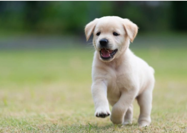 오늘의 ChatGPT: 개를 키우는 사람들이 가져야 할 10가지 특성 10 characteristics of people who raise dogs: