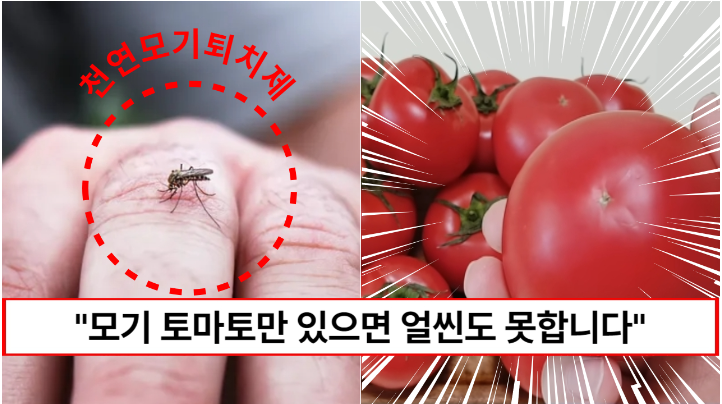 “토마토 하나면 모기가 얼씬도 못합니다” 집에서 모기를 안전하게 쫓을 수 있는 천연모기퇴치방법 5가지