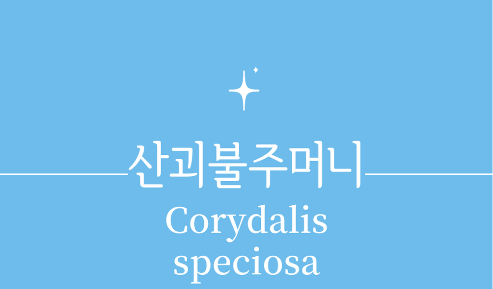 &#39;산괴불주머니(Corydalis speciosa)&#39;
