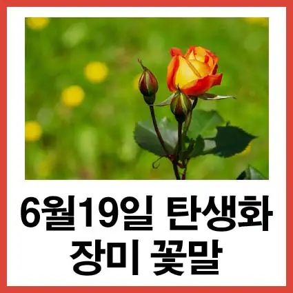 6월-19일-탄생화-장미-꽃말