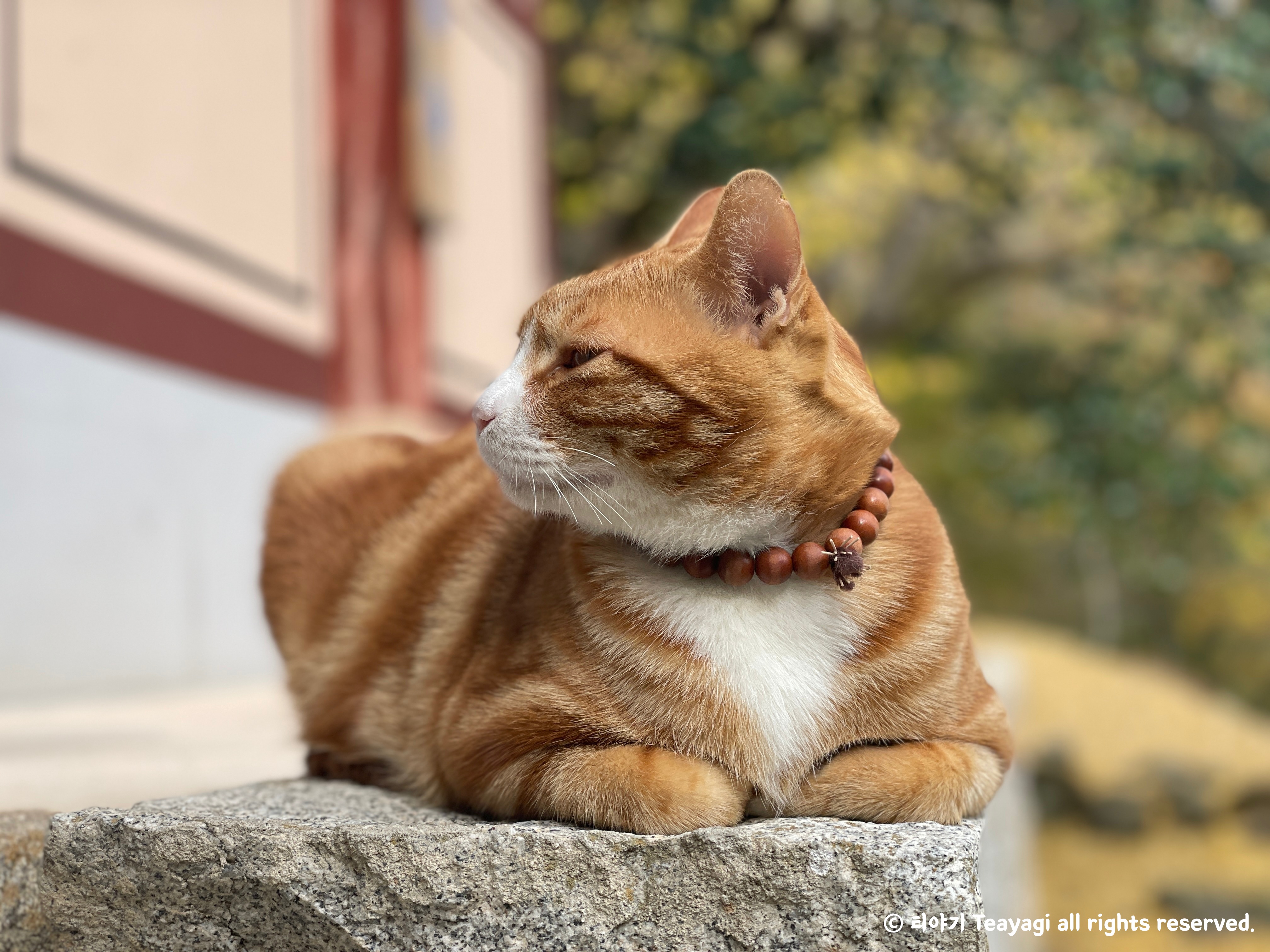 전라남도-순천의-가을단풍명소-선암사-귀여운-고양이
