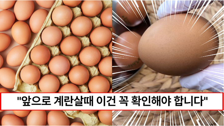 “이런 계란은 절대로 사지도 먹지도 마세요” 완전식품 신선한 계란을 고르는 방법 5가지