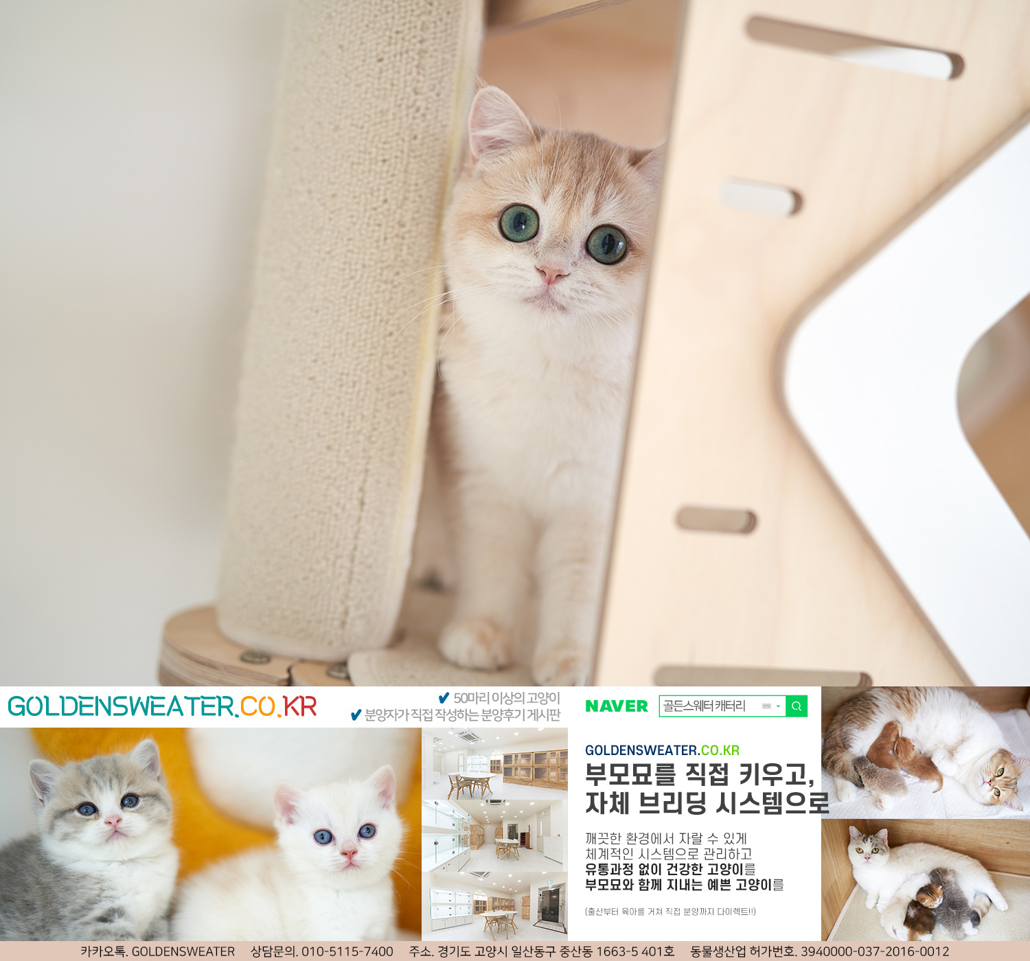  이천고양이분양 너로 딱! 내맘에