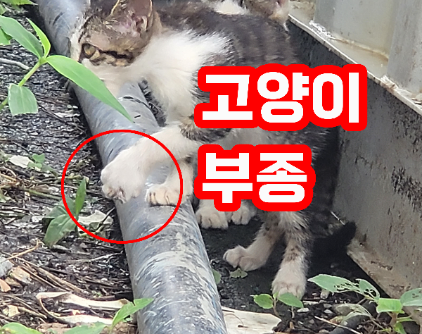 고양이 부종