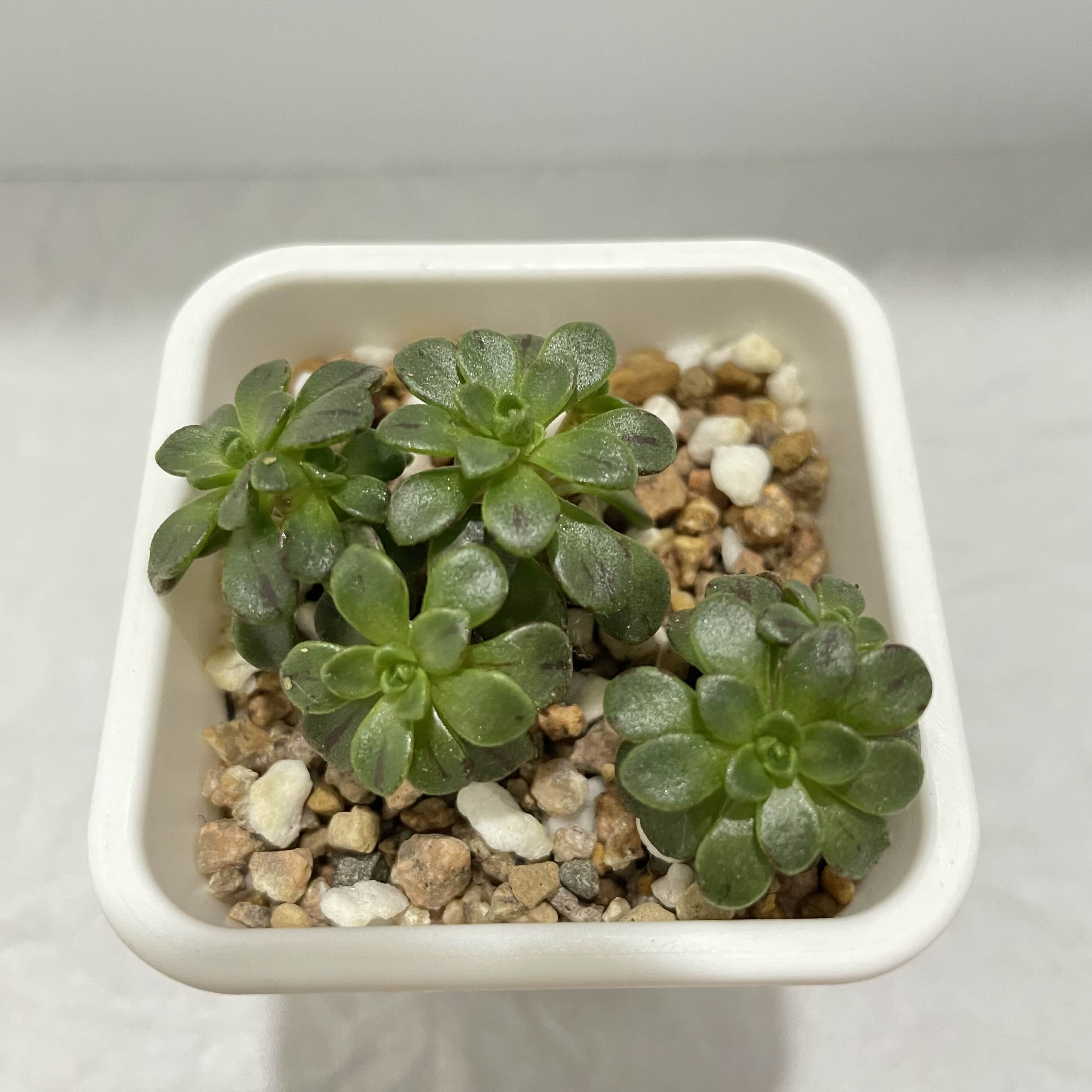  다육 유접곡 Aeonium arnoldii