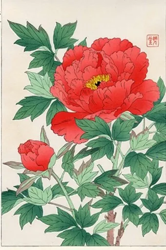 모란 꽃 특성 해설_3