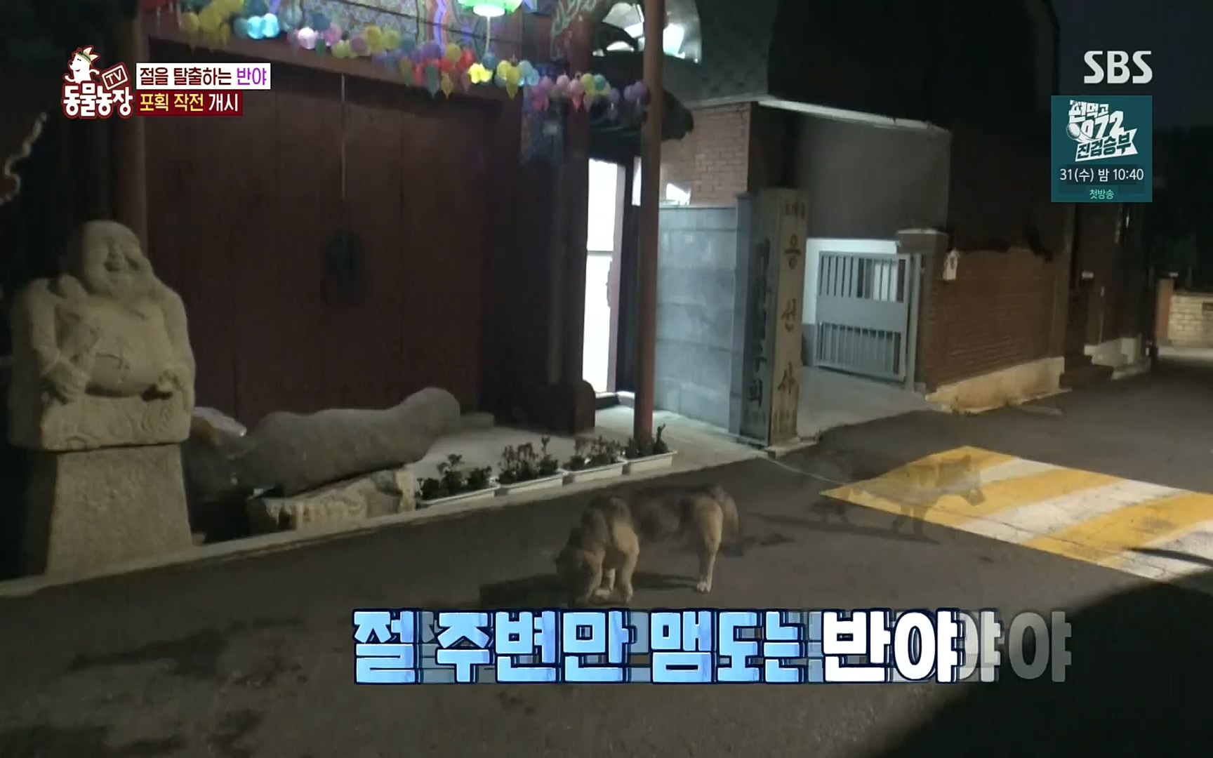 TV 동물농장.E1083.220821p.H264-F1RST.mp4_20220821_183706.829.jpg