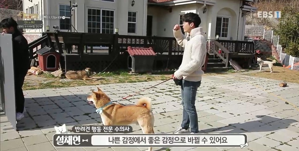 풍산개의치열한 혈투와 전쟁 - EBS 세상에 나쁜 개는 2