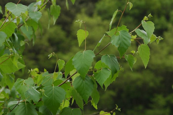 포플러(poplar) 이미지