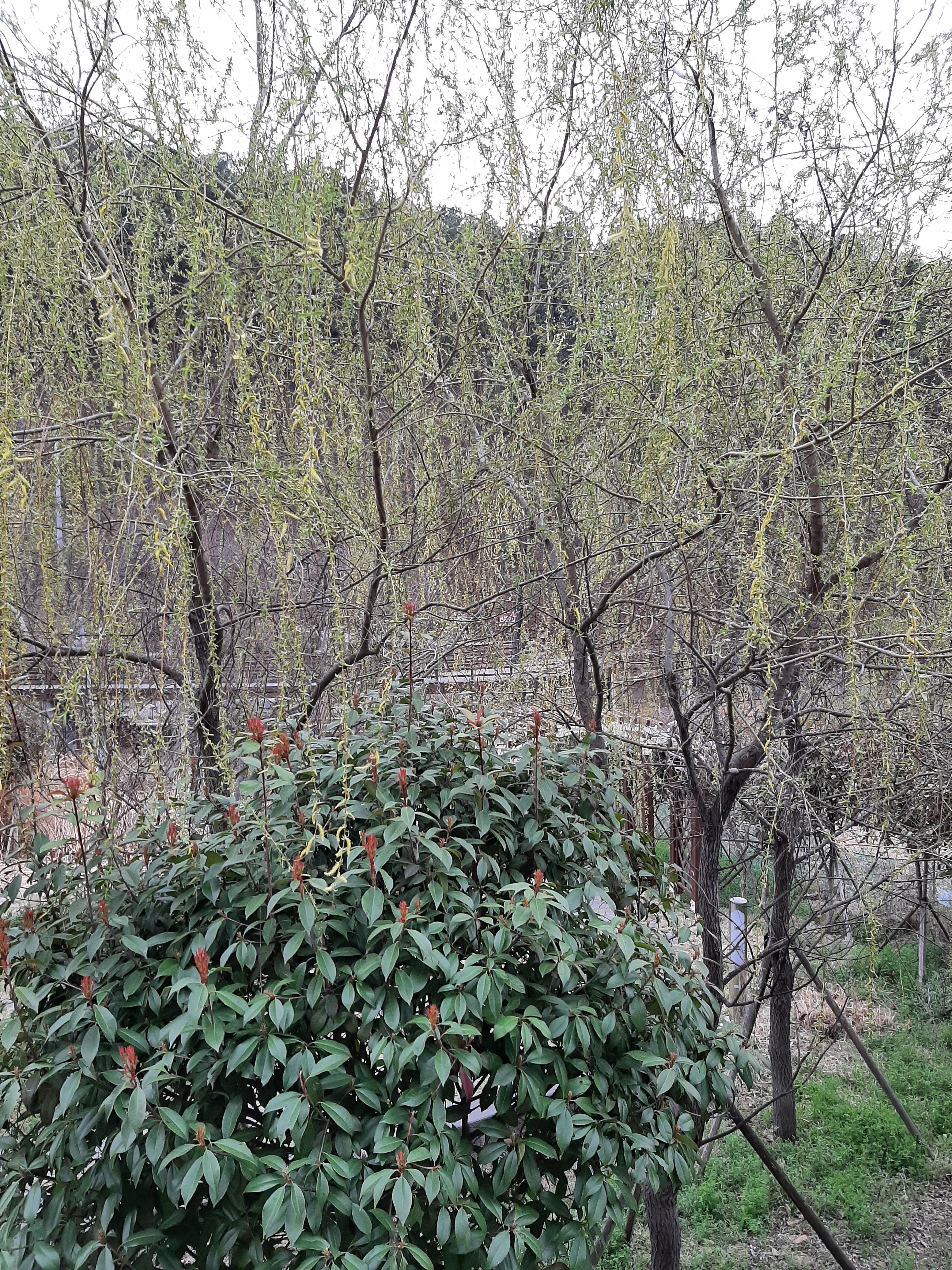 봄꽃 목련과 벚꽃이 한창입니다 / 꽃길만 걸으면 (03/23/22) 33