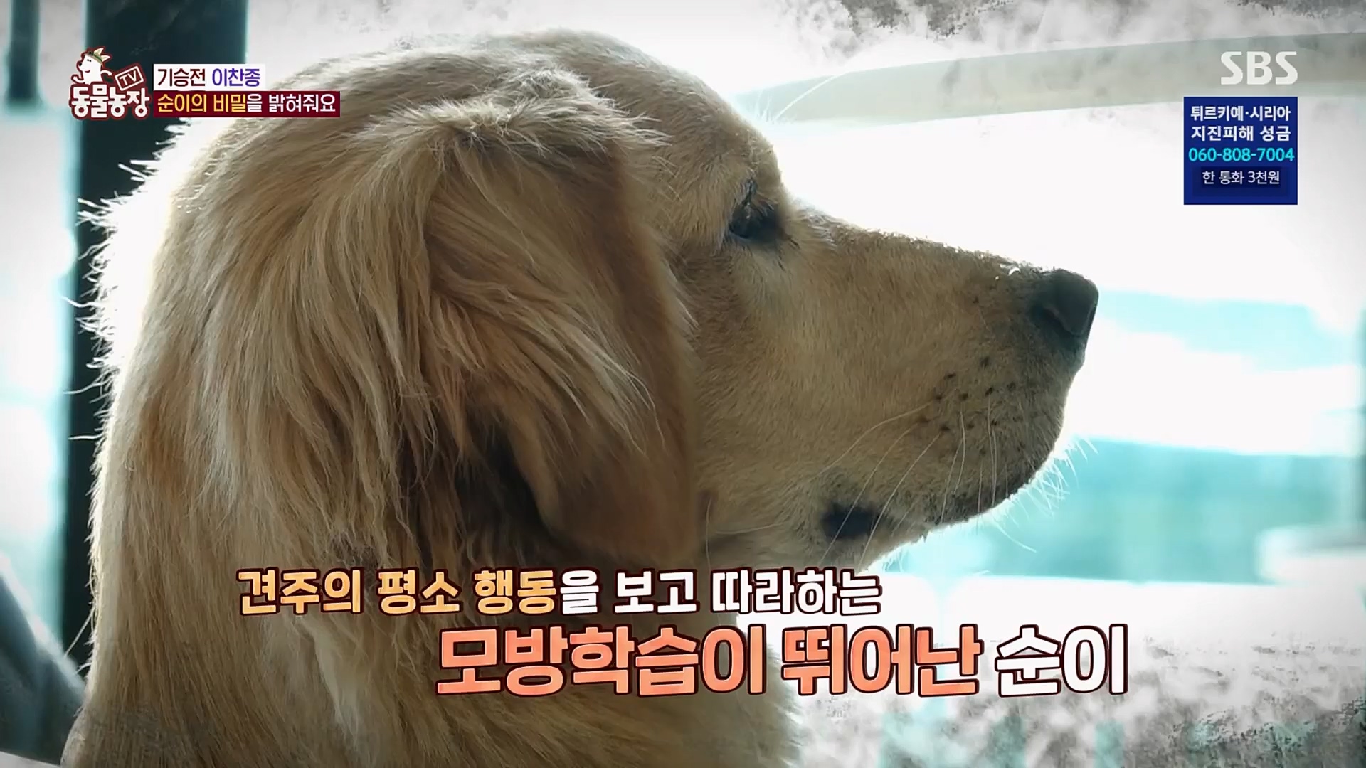 TV 동물농장.E1109.230219p.H264-F1RST.mp4_20230219_142826.928.jpg