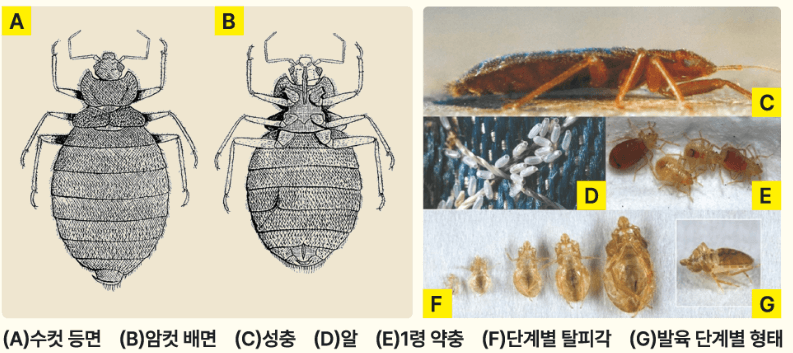 노린재목빈대과의 곤충 빈대