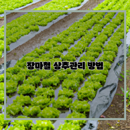  장마철, 상추의 생존을 위한 효과적인 관리방법은?