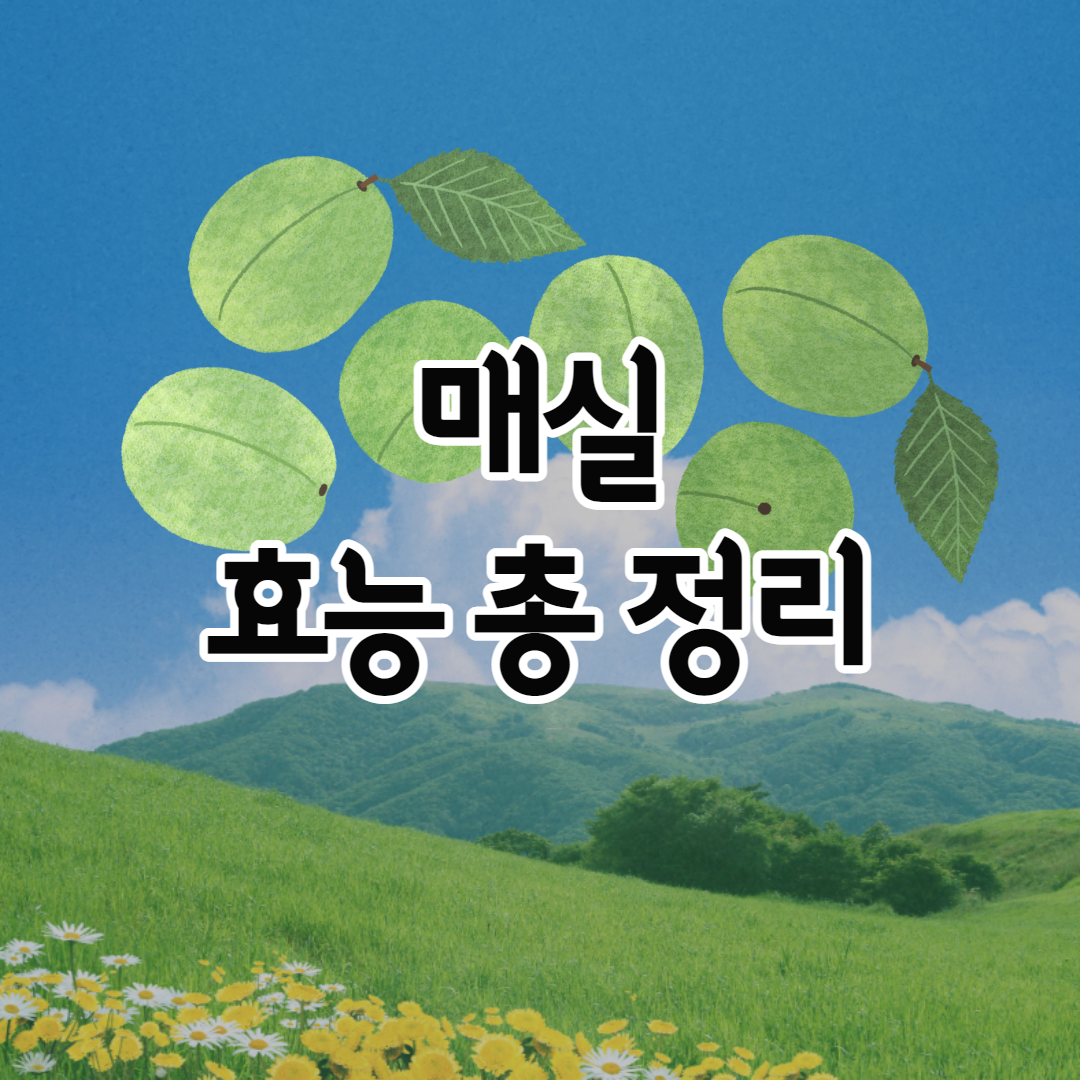  매실 효능 총정리/ 매실 종류 / 수확 시기 / 보관법 / 부작용 / 먹는법