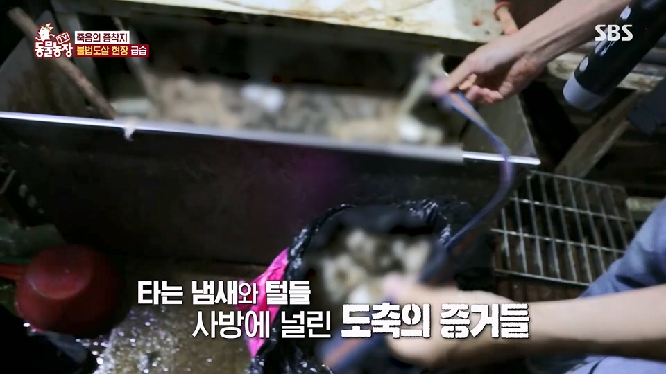 TV 동물농장.E1129.230716p.H264-F1RST.mp4_20230716_183637.250.jpg