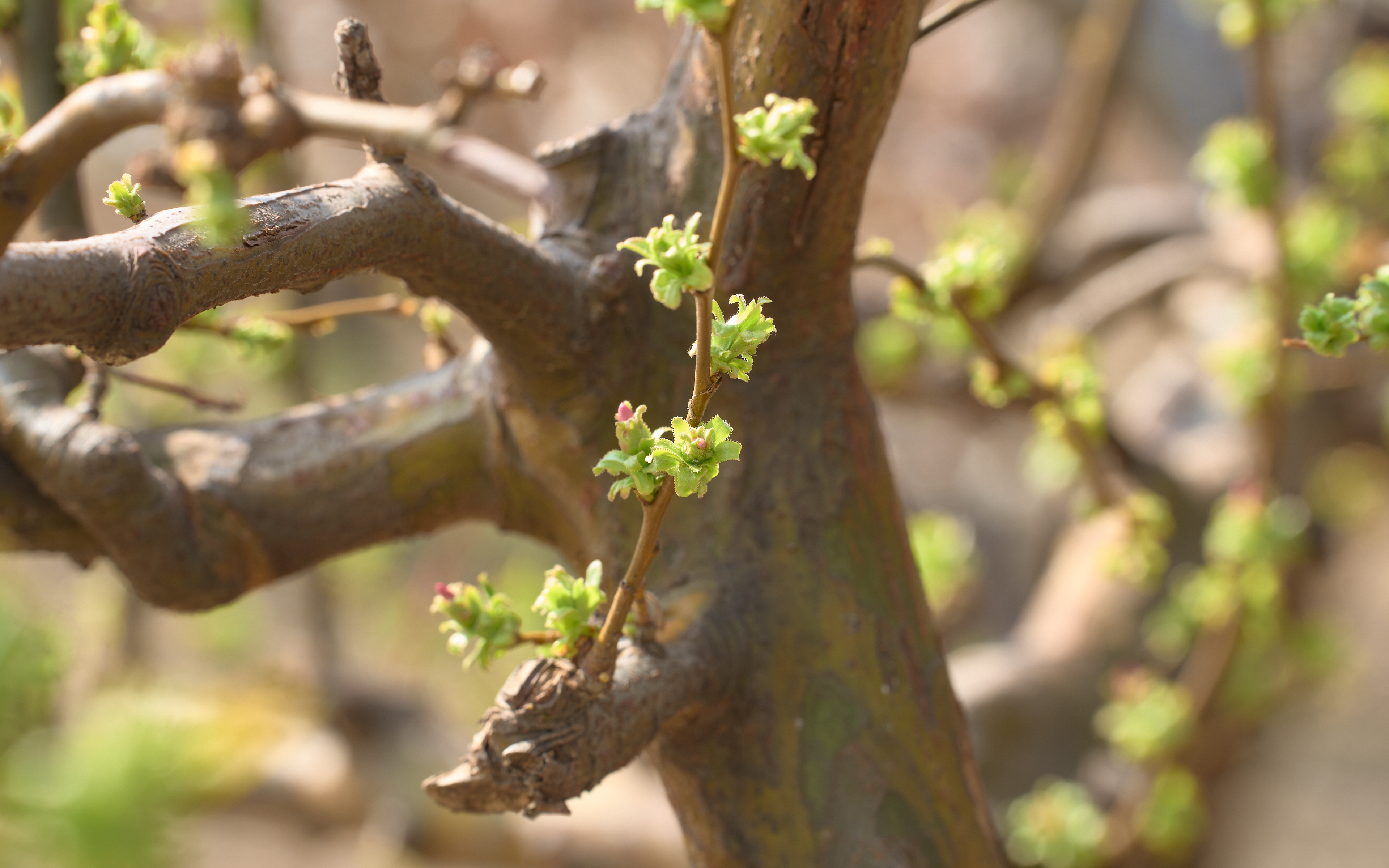 기장매화원 매화축제 50