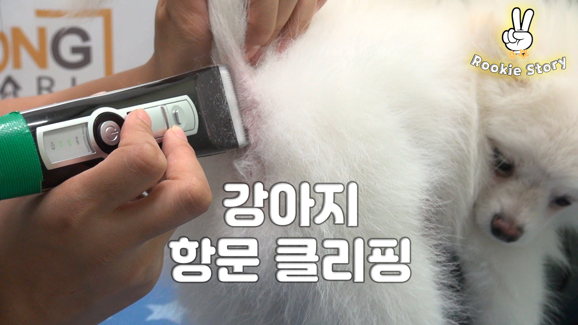  애견 셀프 미용 강아지 항문털 바리깡 클리퍼 미는 방법