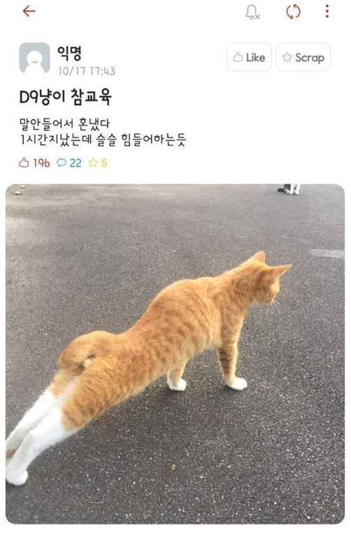  고양이가 말을 안들어서 혼냄