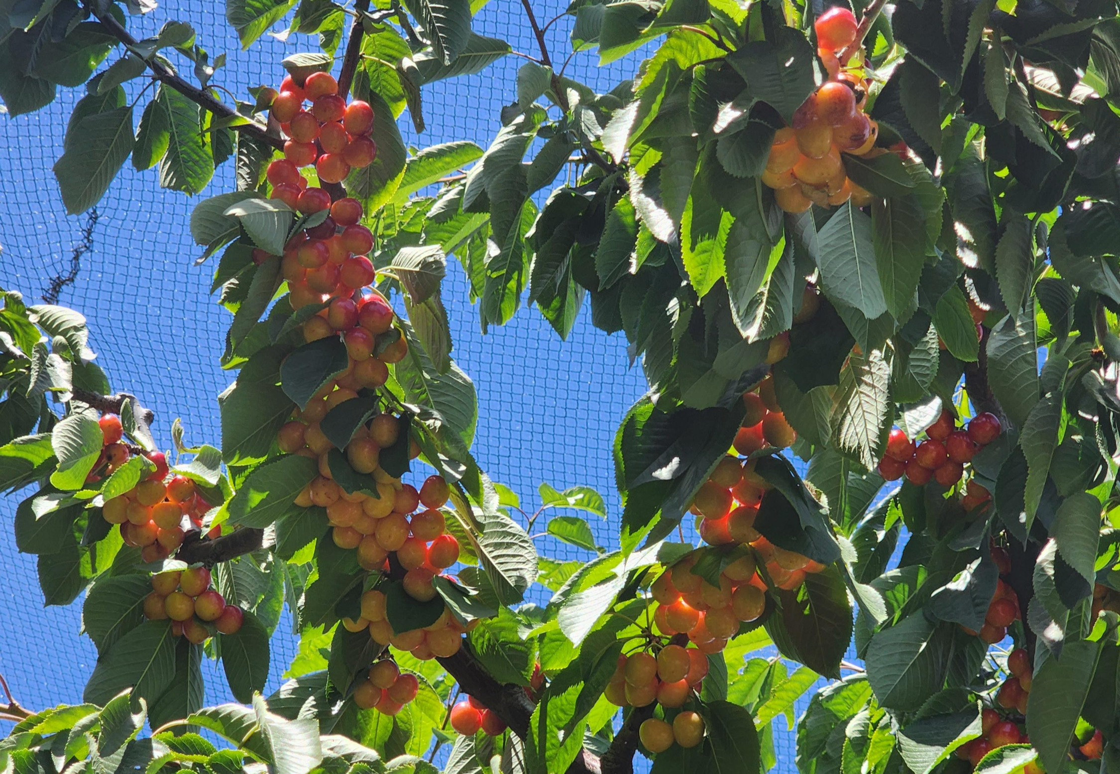 Cheeki Cherries&#44; PYO Orchard
