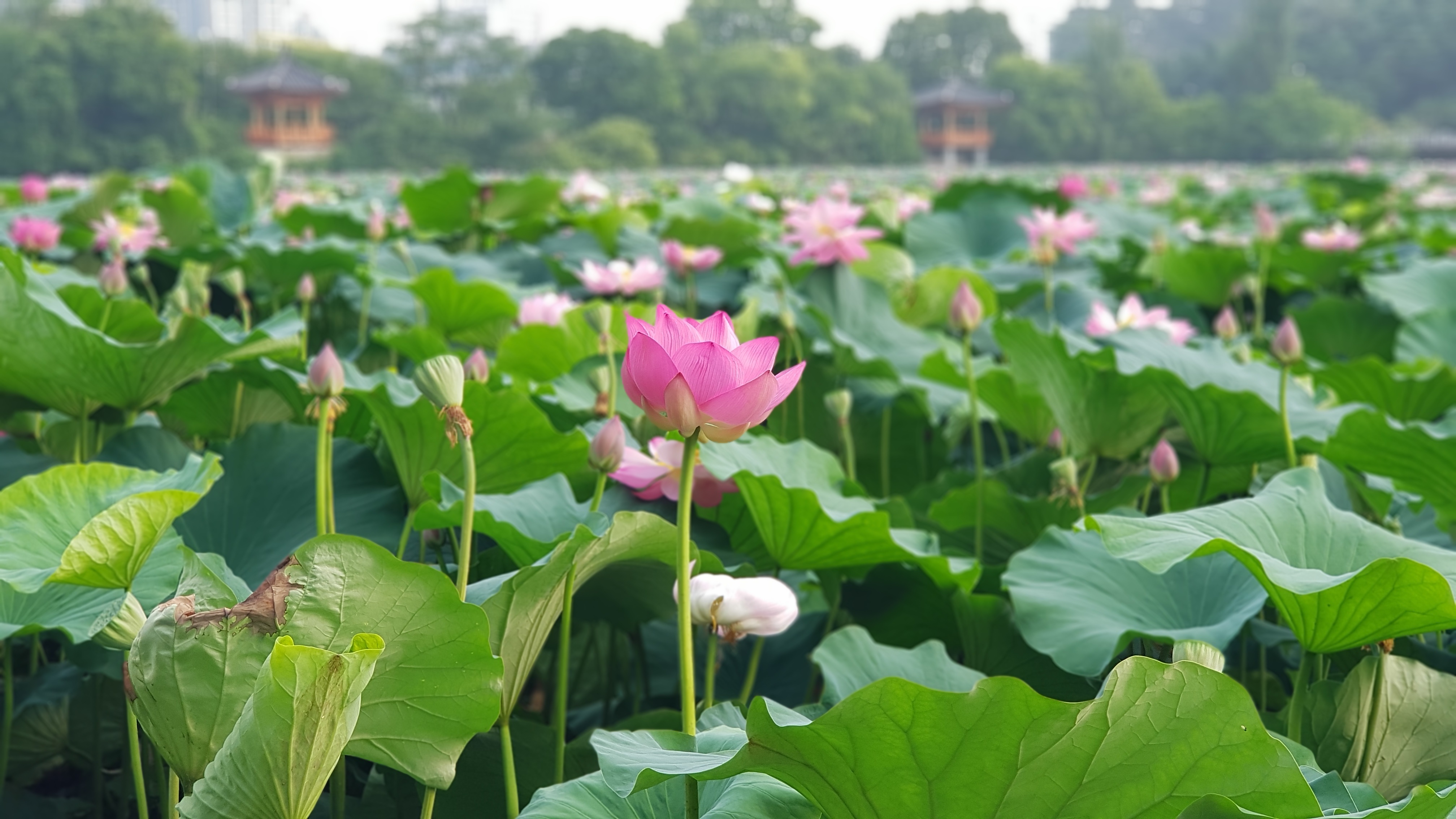 전주 덕진공원 연꽃