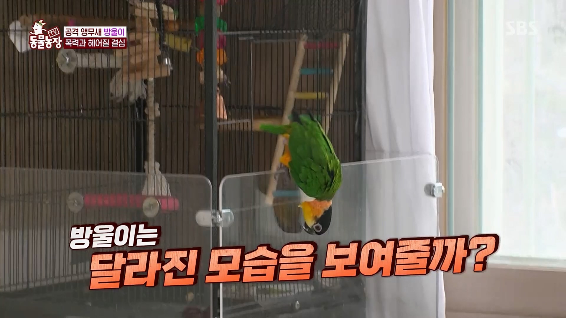 TV 동물농장.E1110.230305p.H264-F1RST.mp4_20230305_183147.967.jpg