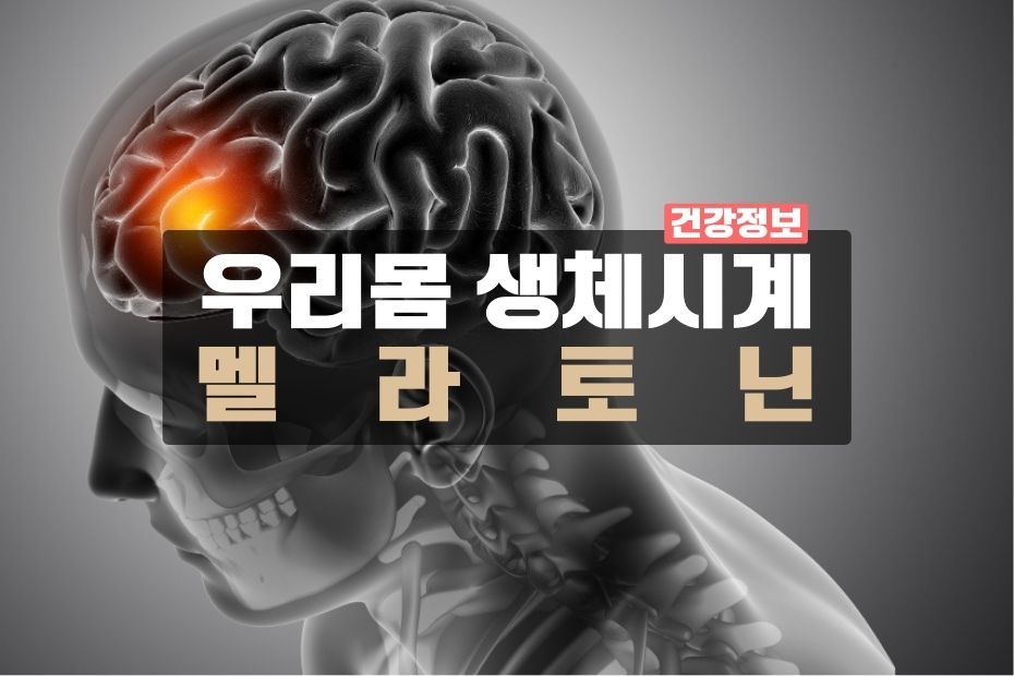 우리몸의 생체시계 '멜라토닌'