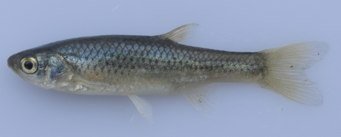 34. 왜몰개 Aphyocypris chinensis