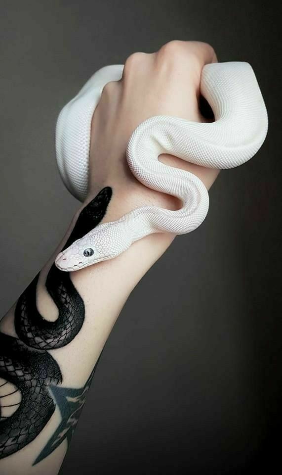 흰 뱀