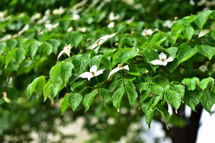 산딸나무 꽃