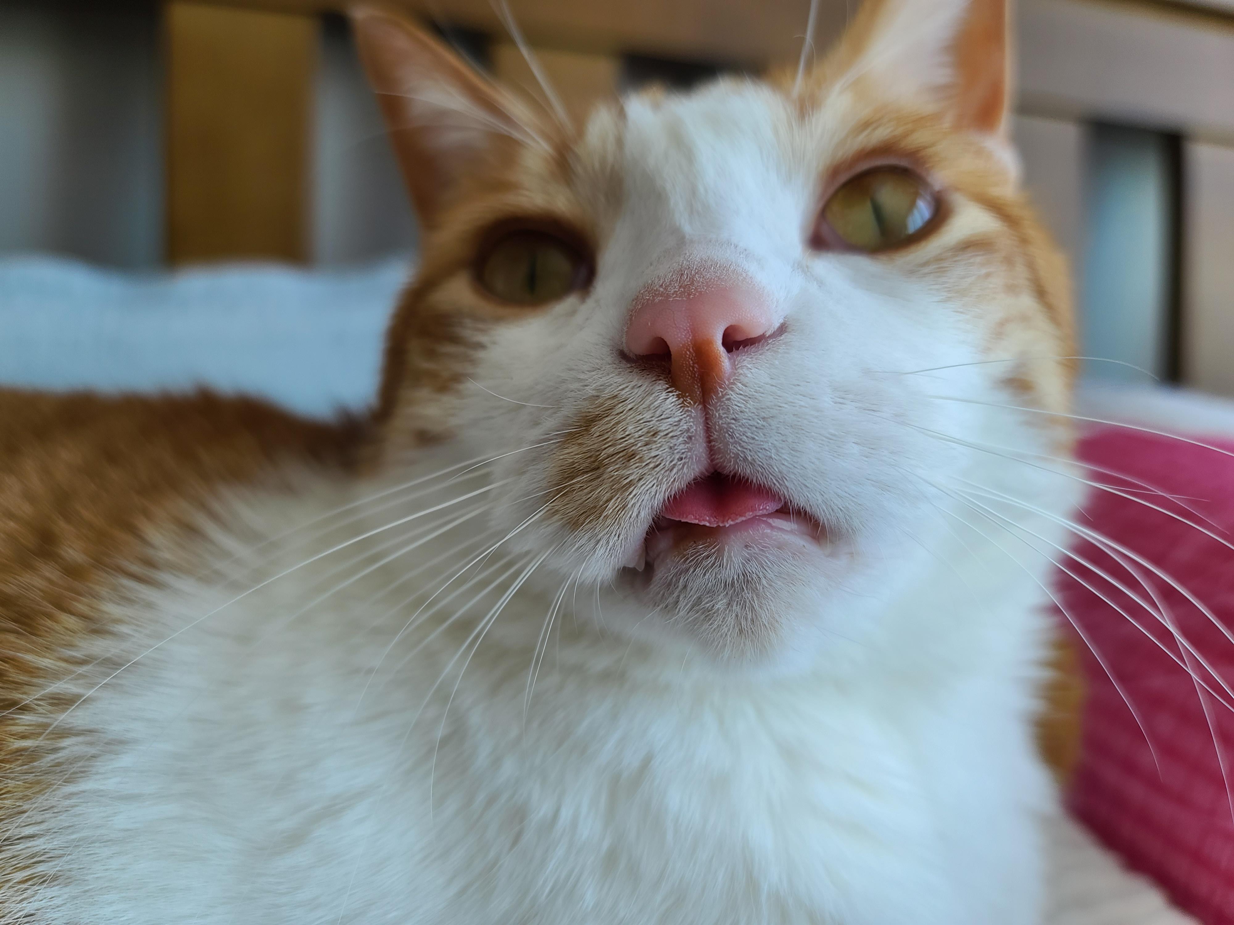 귀여운 혀빼꼼 고양이 . 자이언트 베이비 막둥이 삐용.
