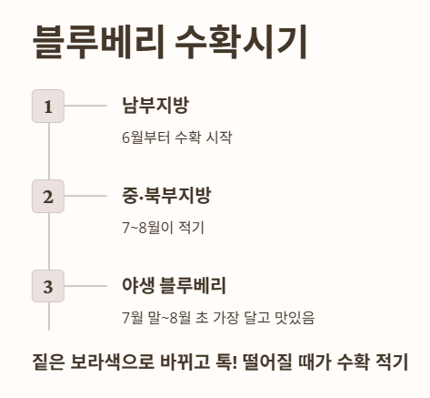 블루베리 수확시기