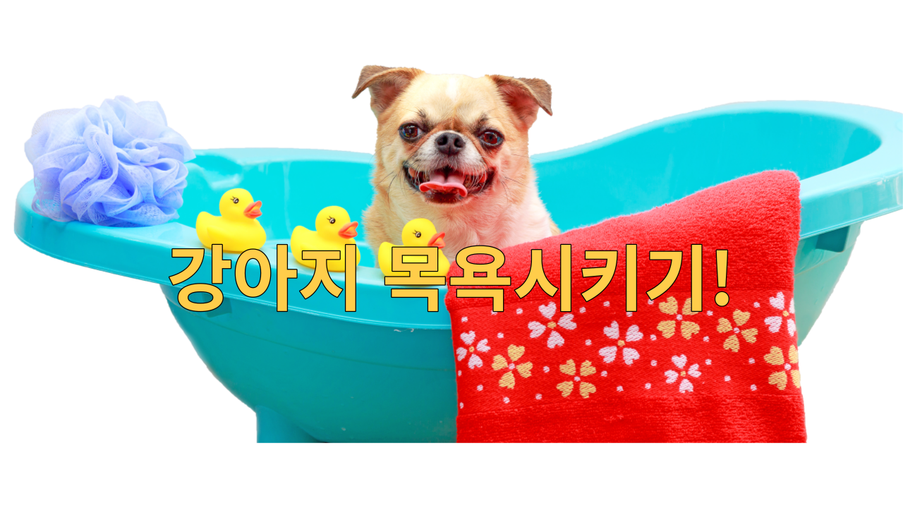  강아지 목욕시키기!