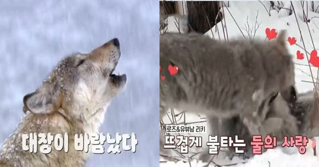  야생의 늑대 세계에서 '리더'가 불륜을 저지르면 생기는 일