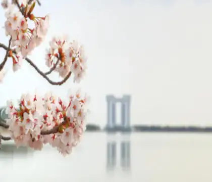 바다여행지추천-경포대벚꽃