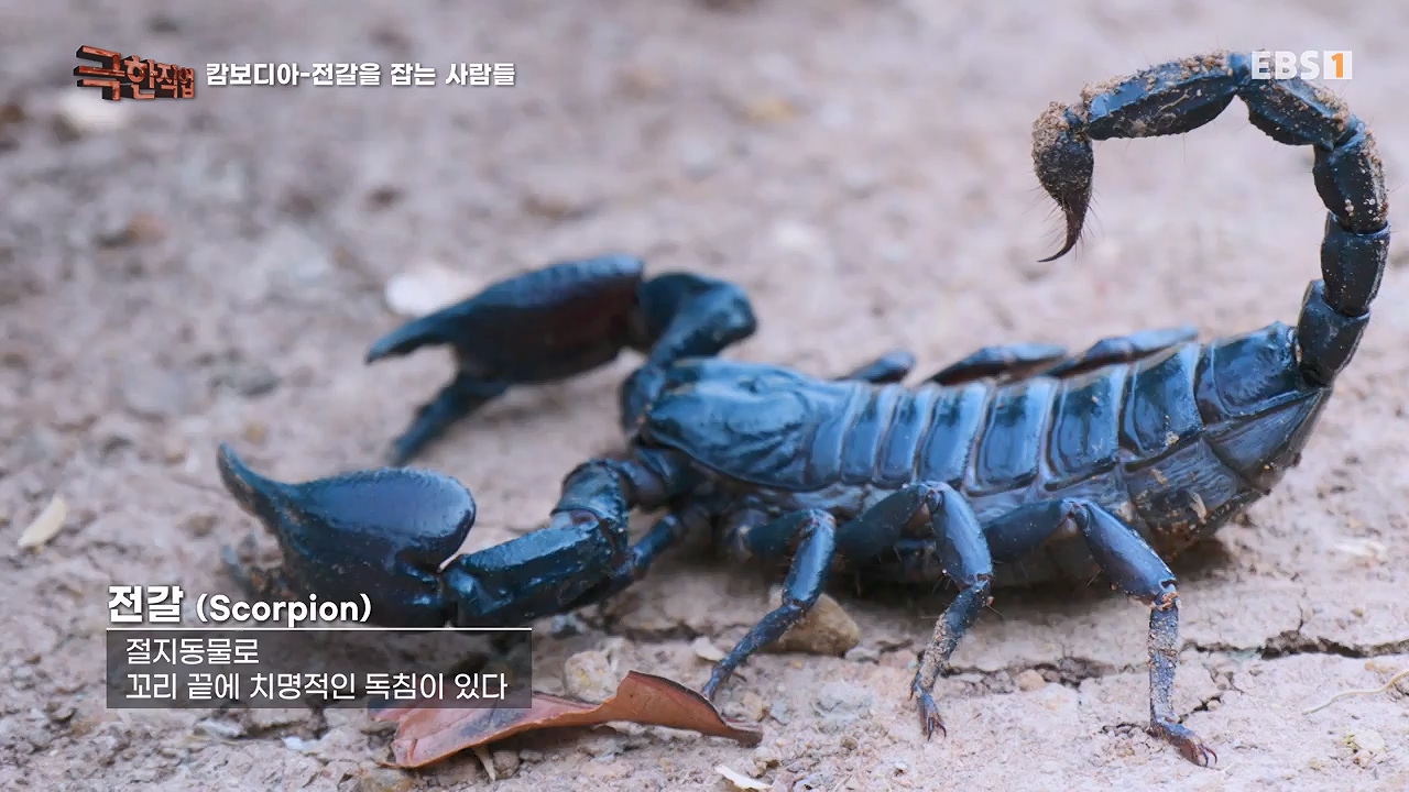 TV - 전 국민의 평생학교 EBS캄보디아 - 독충을 잡는 사람들.mp4_20230501_173352.077.jpg