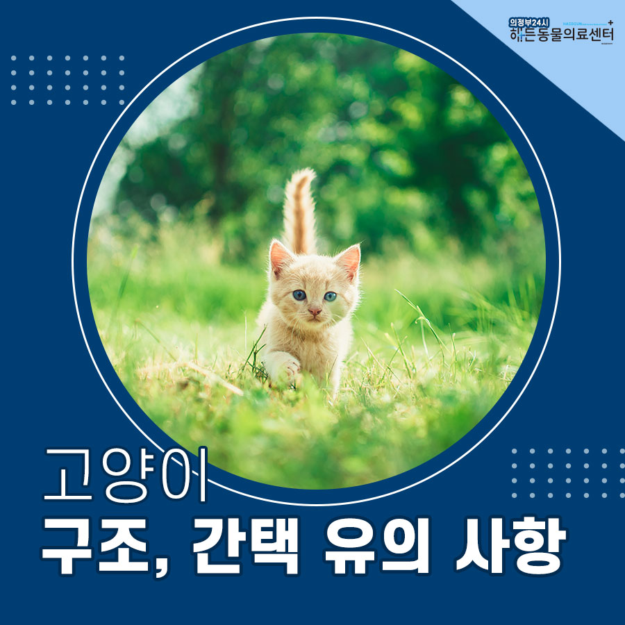 간택 , 구조는 어리다면 조심해야 해요! 1