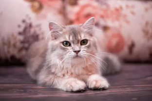 먼치킨 고양이/출처: Adobe Stock