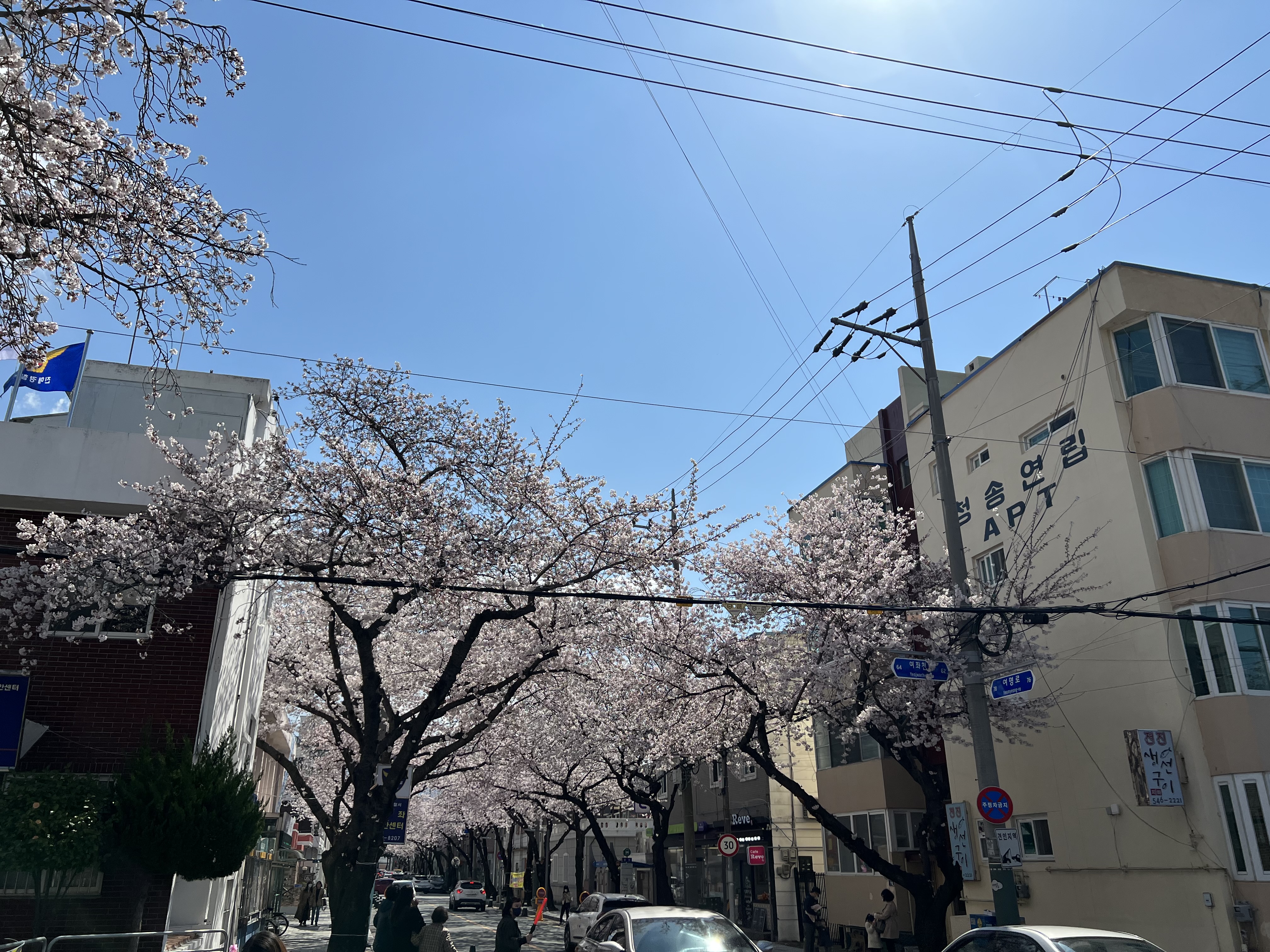 벚꽃터널