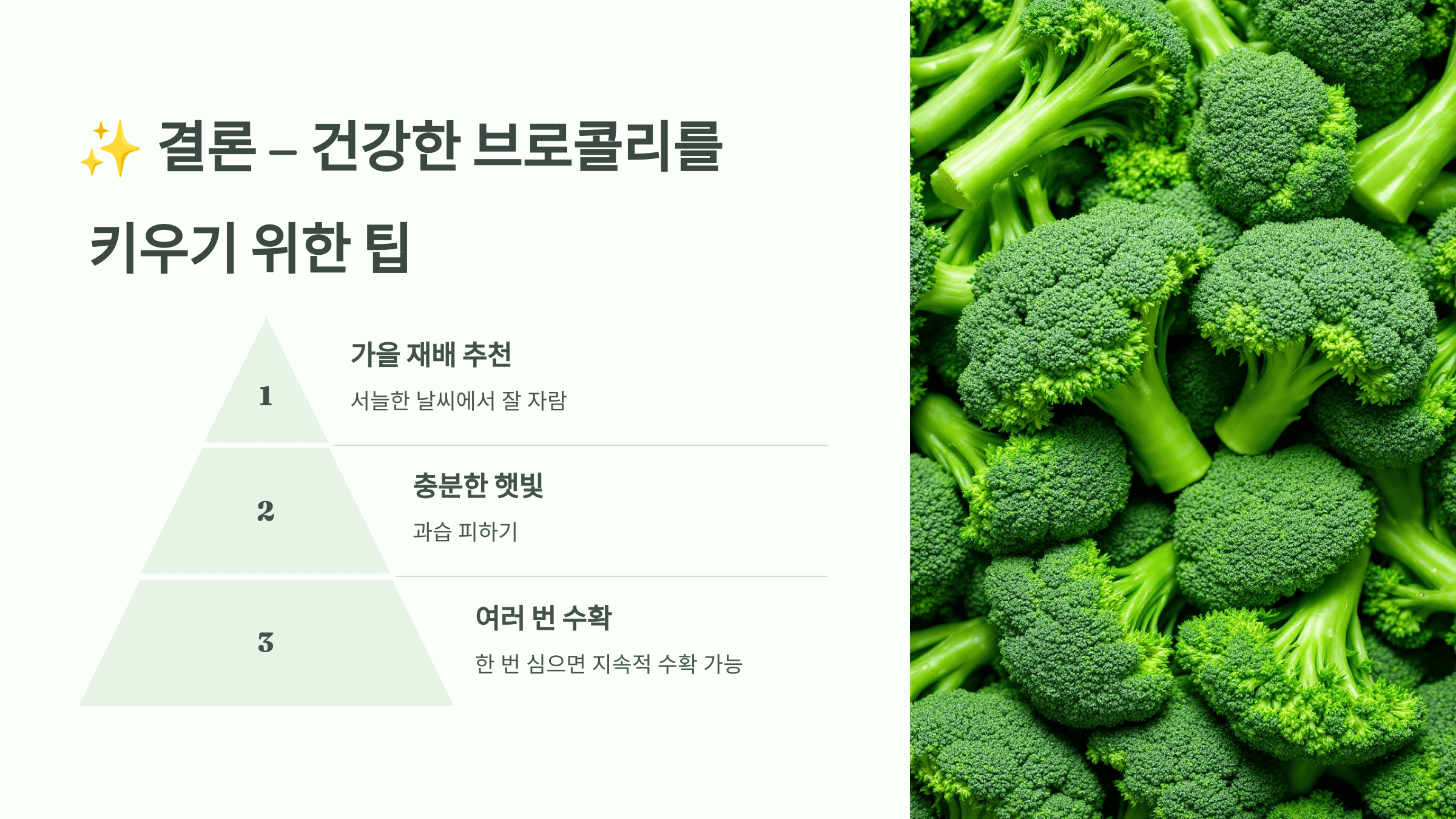 브로콜리 사진입니다.