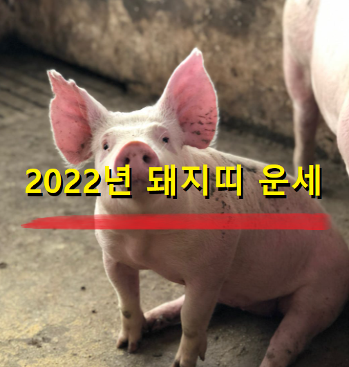  2022년 돼지띠 운세 28세 40세 52세 64세 76세 나이별 돼지띠 운세