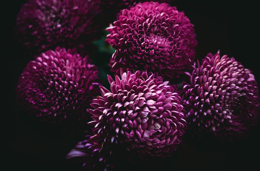 Chrysanthemum