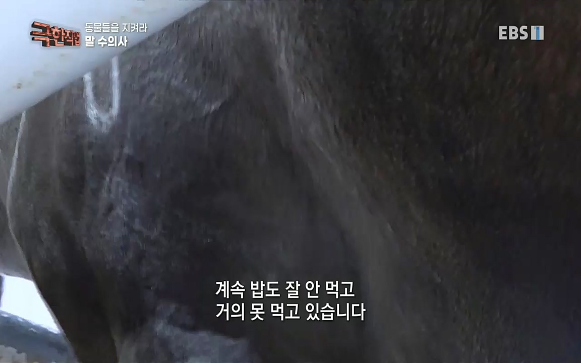 TV - 교육의 중심 EBS동물들을 지켜라, 수의사와 유기 동물 구조팀.mp4_20220913_200145.764.jpg