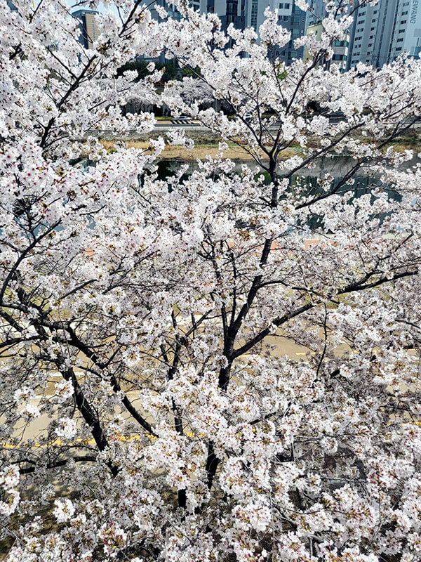 대구 수성교 벚꽃나무